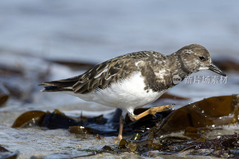 红润turnstone (Arenaria翻译)